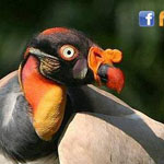    King Vulture !